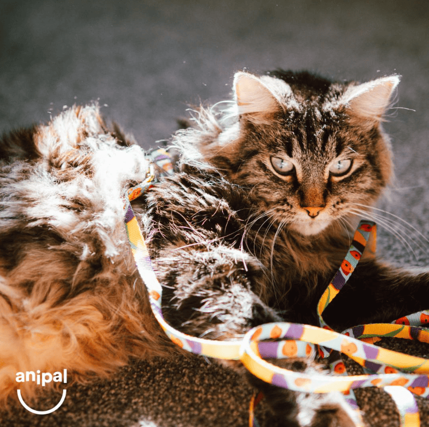 Anipal Gigi The Gouldian Finch Cat Harness & Lead