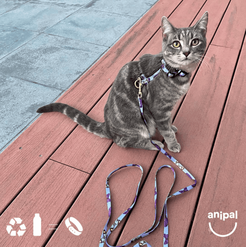 Anipal Bobby The Butterfly Cat Collar Extra Small