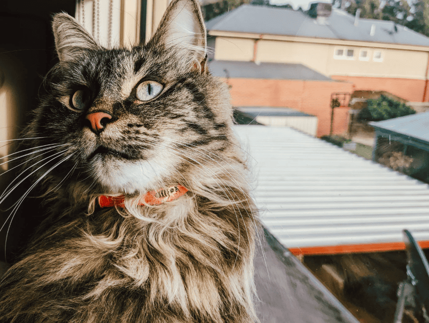 Anipal Bertie The Bee Cat Collar Extra Small