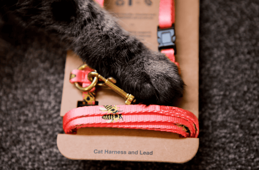 Anipal Bertie The Bee Cat Harness & Lead Extra Small