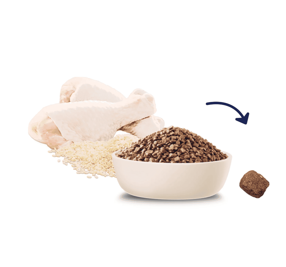 Advance Kitten Dry Food Chicken With Rice