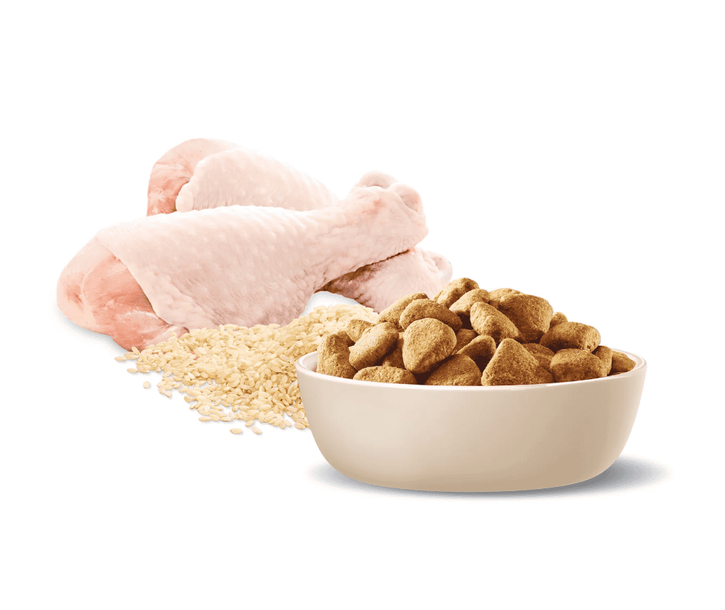 Advance Healthy Weight Large Breed Dog Chicken with Rice 13kg