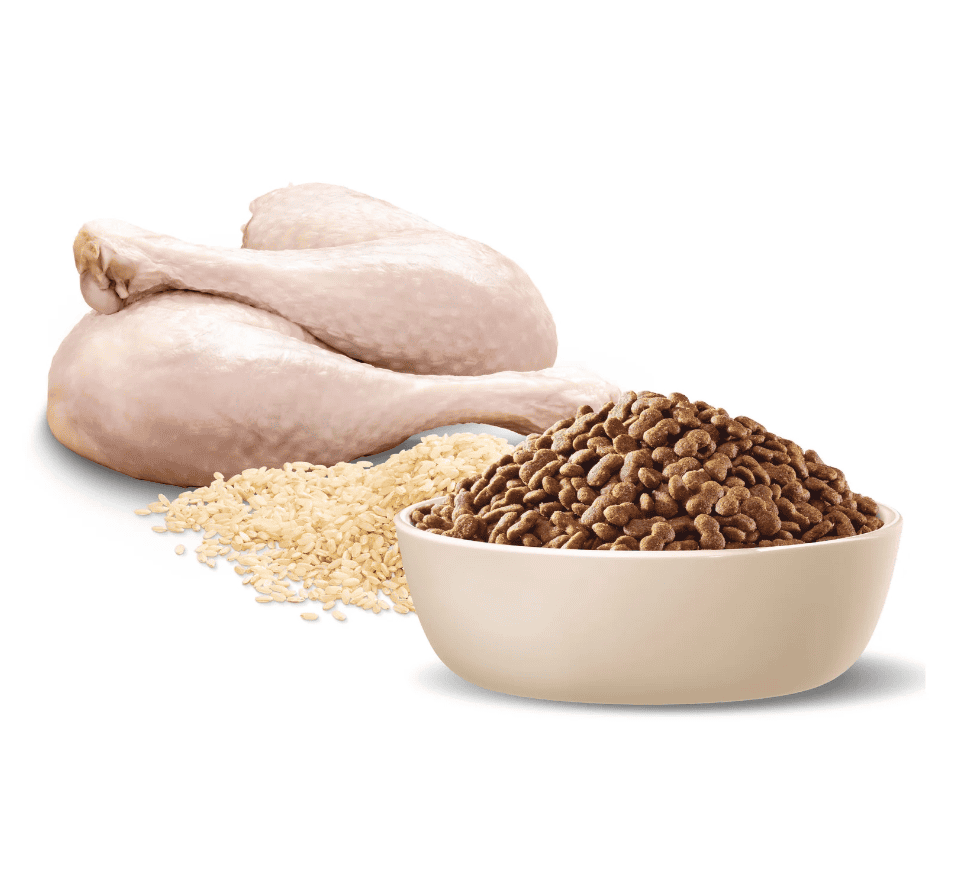 Advance All Breed Maltese Cross Adult Dog Food Turkey with Rice