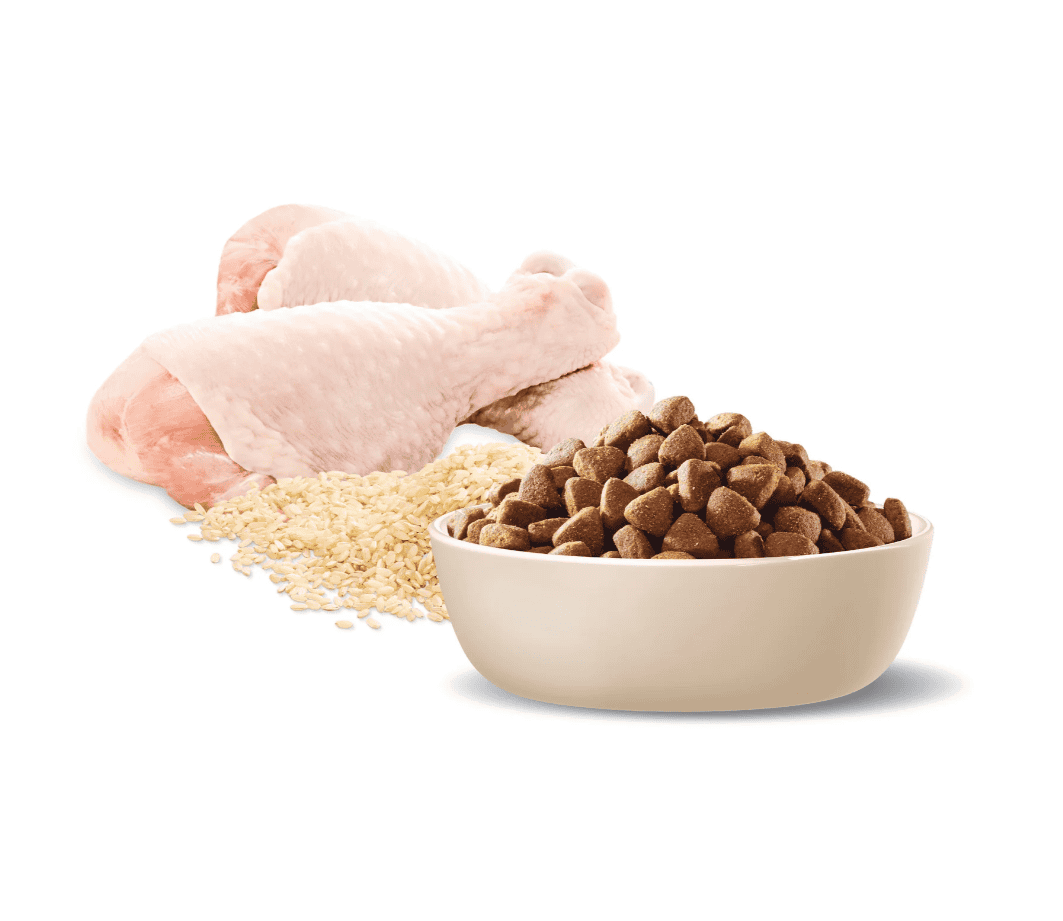 Advance Dental Care Medium Breed Adult Dog Food Chicken 13kg