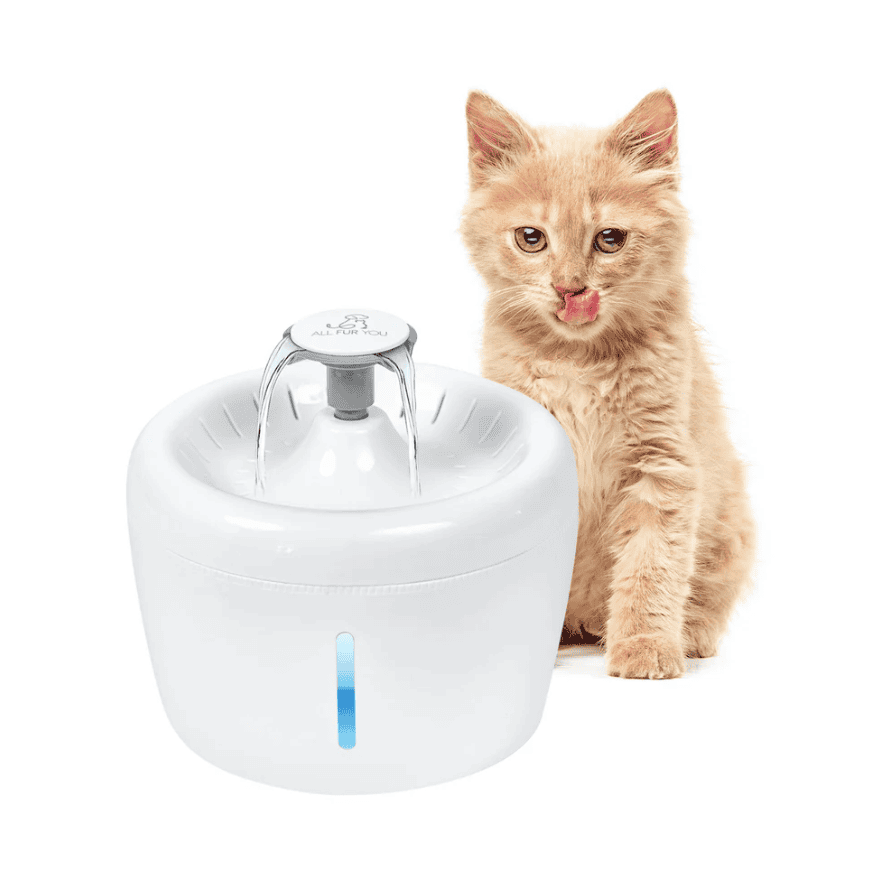 All Fur You Whisper Water Fountain