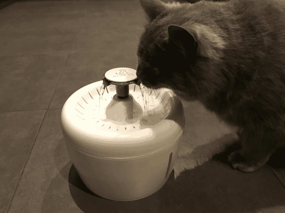 All Fur You Whisper Water Fountain