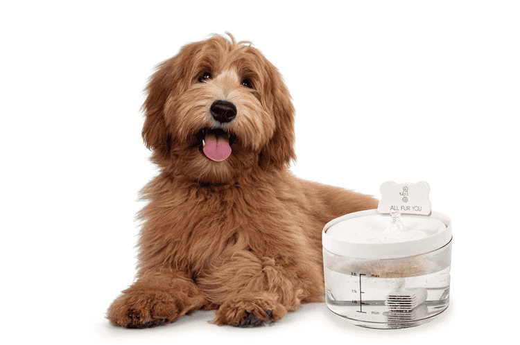 All Fur You Auto Sensor Water Fountain USB Charging