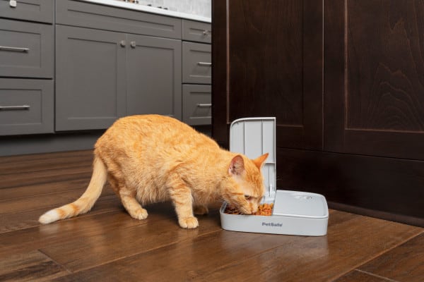 PetSafe Automatic 2 Meal Pet Feeder