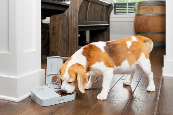 PetSafe Automatic 2 Meal Pet Feeder