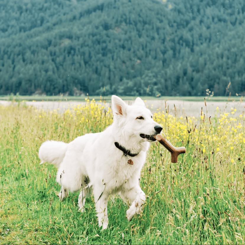 Benebone Bacon Stick Dog Chew Toy