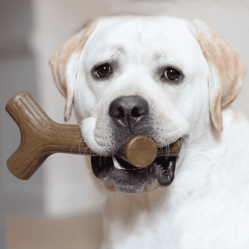 Benebone Bacon Stick Dog Chew Toy
