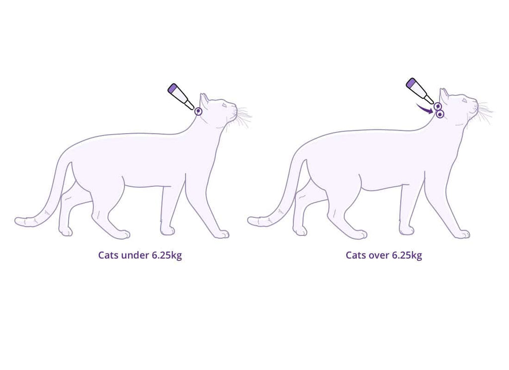 Bravecto Spot-On for Cats
