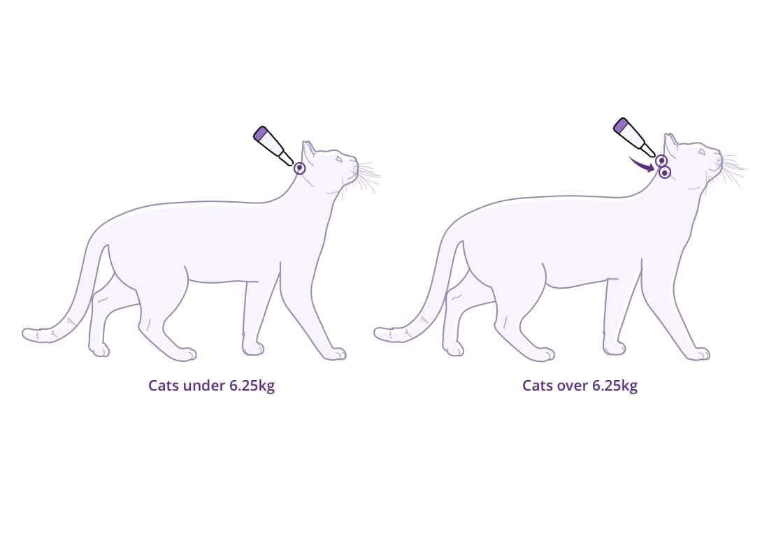 Bravecto Spot-On for Cats