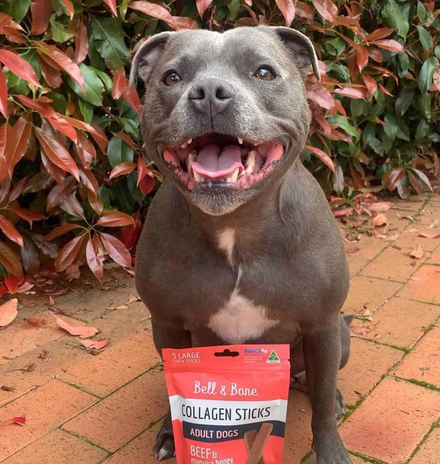 Bell & Bone Collagen Chew Sticks - Beef & Manuka Honey