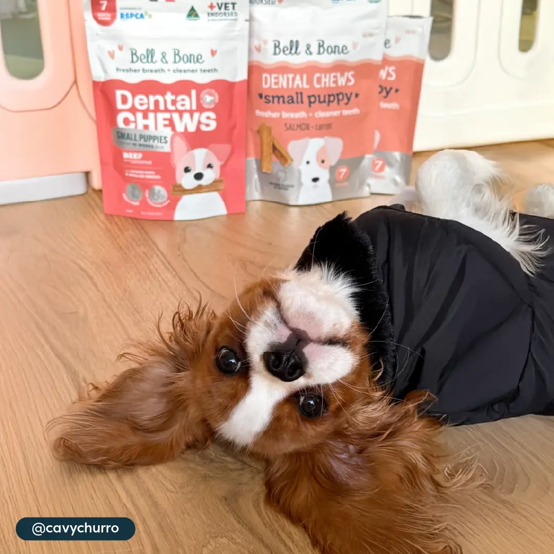 Bell and Bone Puppy Dental Chews - Beef and Coconut