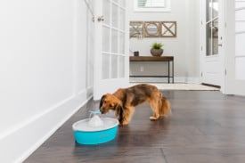 PetSafe Butterfly Pet Water Fountain