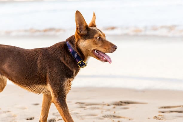 Anipal Billie The Bilby Dog Collar
