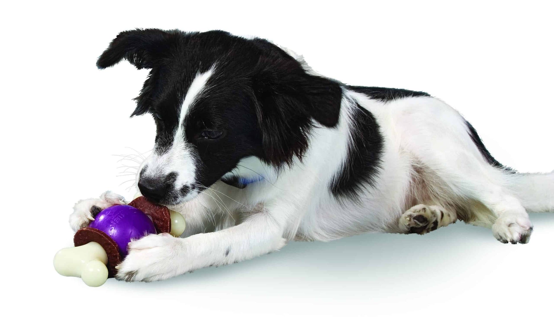 Petsafe Busy Buddy Bouncy Bone Dog Toy