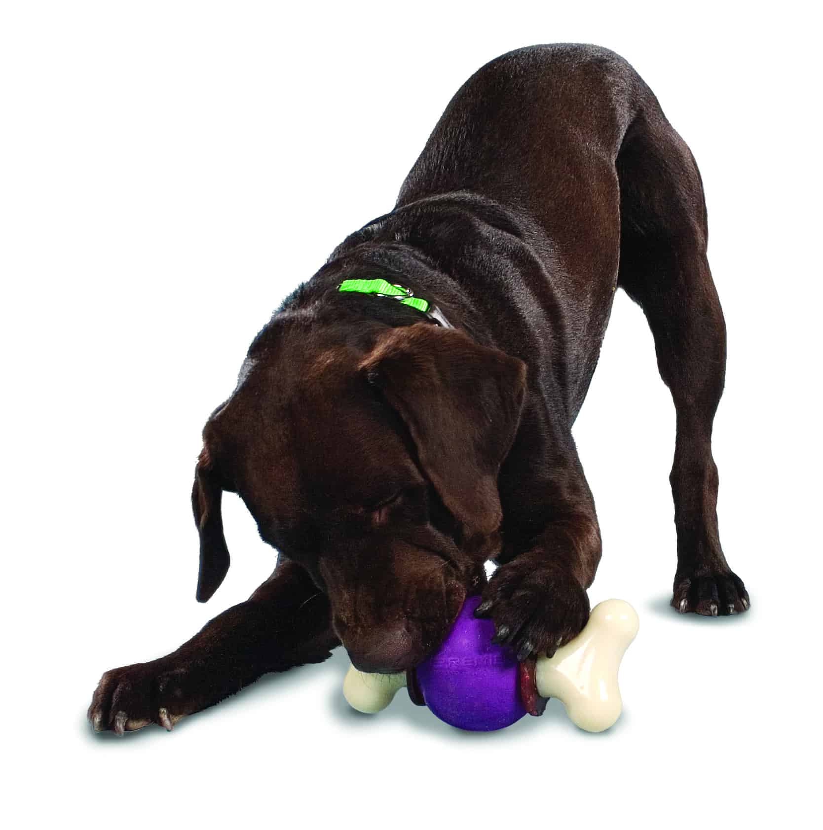 Petsafe Busy Buddy Bouncy Bone Dog Toy