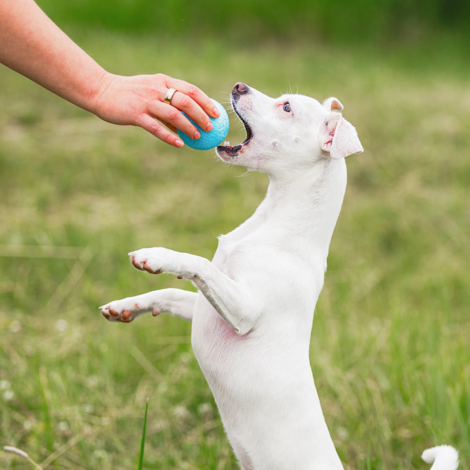 West Paw Boundr Ball Dog Chew Toy