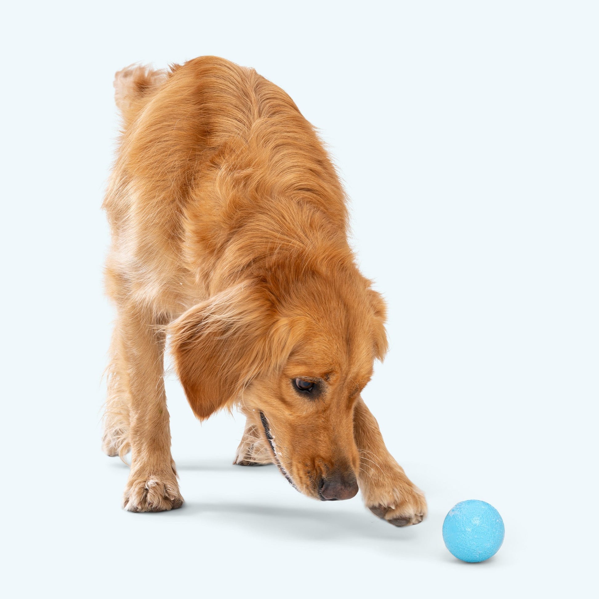 West Paw Boundr Ball Dog Chew Toy