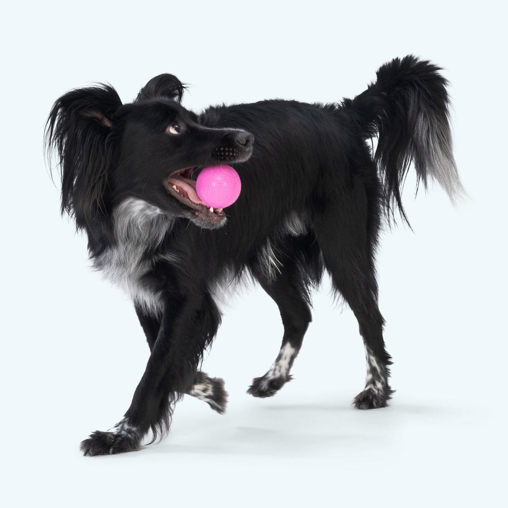 West Paw Boundr Ball Dog Chew Toy