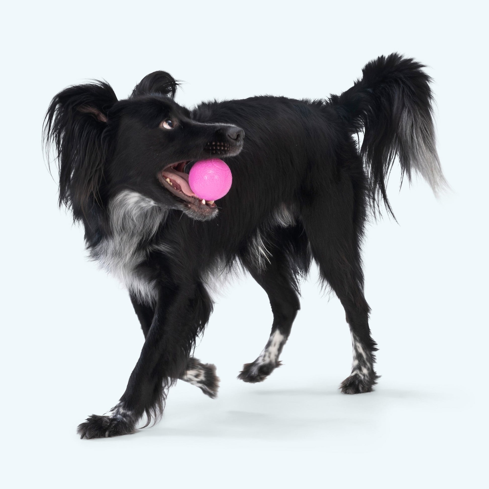 West Paw Boundr Ball Dog Chew Toy