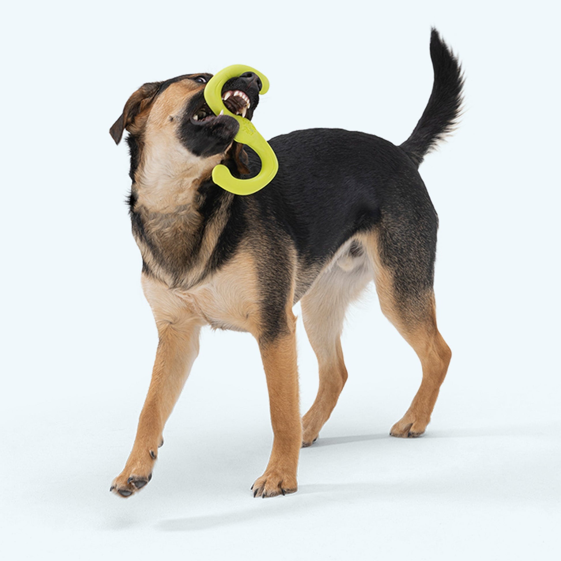 West Paw Bumi Fetch Toy