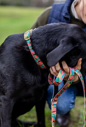 Anipal Clancy the Black Cockatoo Dog Leash