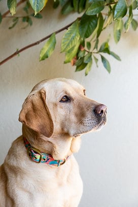Anipal Clancy the Black Cockatoo Dog Collar