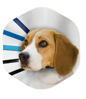 Kong EZ Clear Collar for Dogs