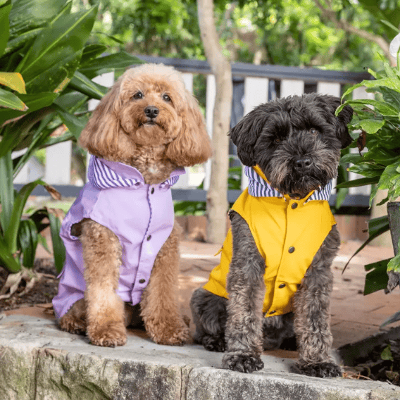 Dogue Essential Dog Raincoat - Yellow 50cm