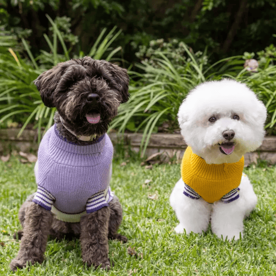 Dogue Stripey Joe Dog Jumper - Yellow