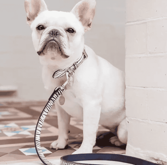 Dogue Leather Animal Print Dog Lead