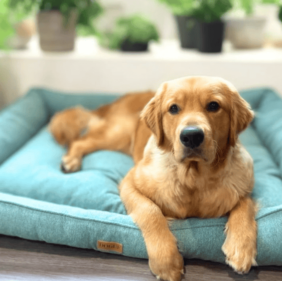 Dogue Luxe Dog Bed - Aegean Blue