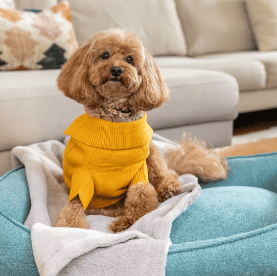 Dogue Luxe Dog Bed - Aegean Blue