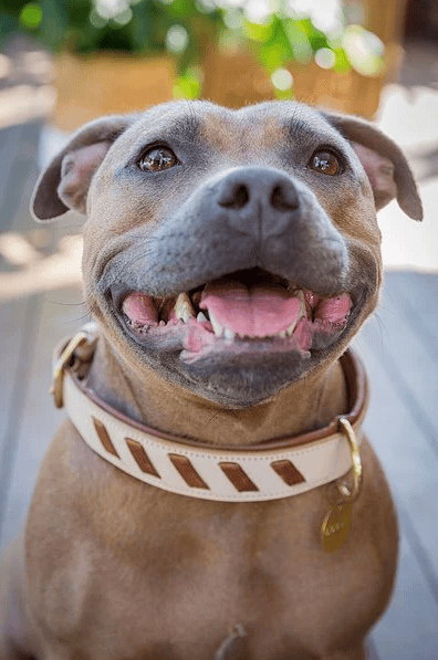 Dogue Leather Man Dog Collar - Tan