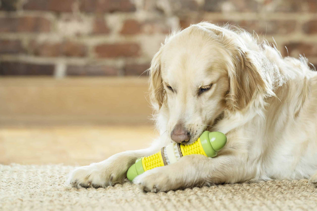 Petsafe Busy Buddy Craving Corncob Treat Ring Dog Toy
