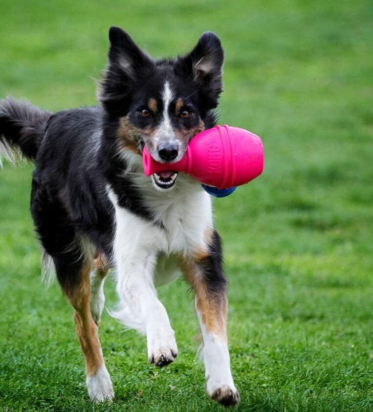 Kong Dog Genius Leo Dog Toy