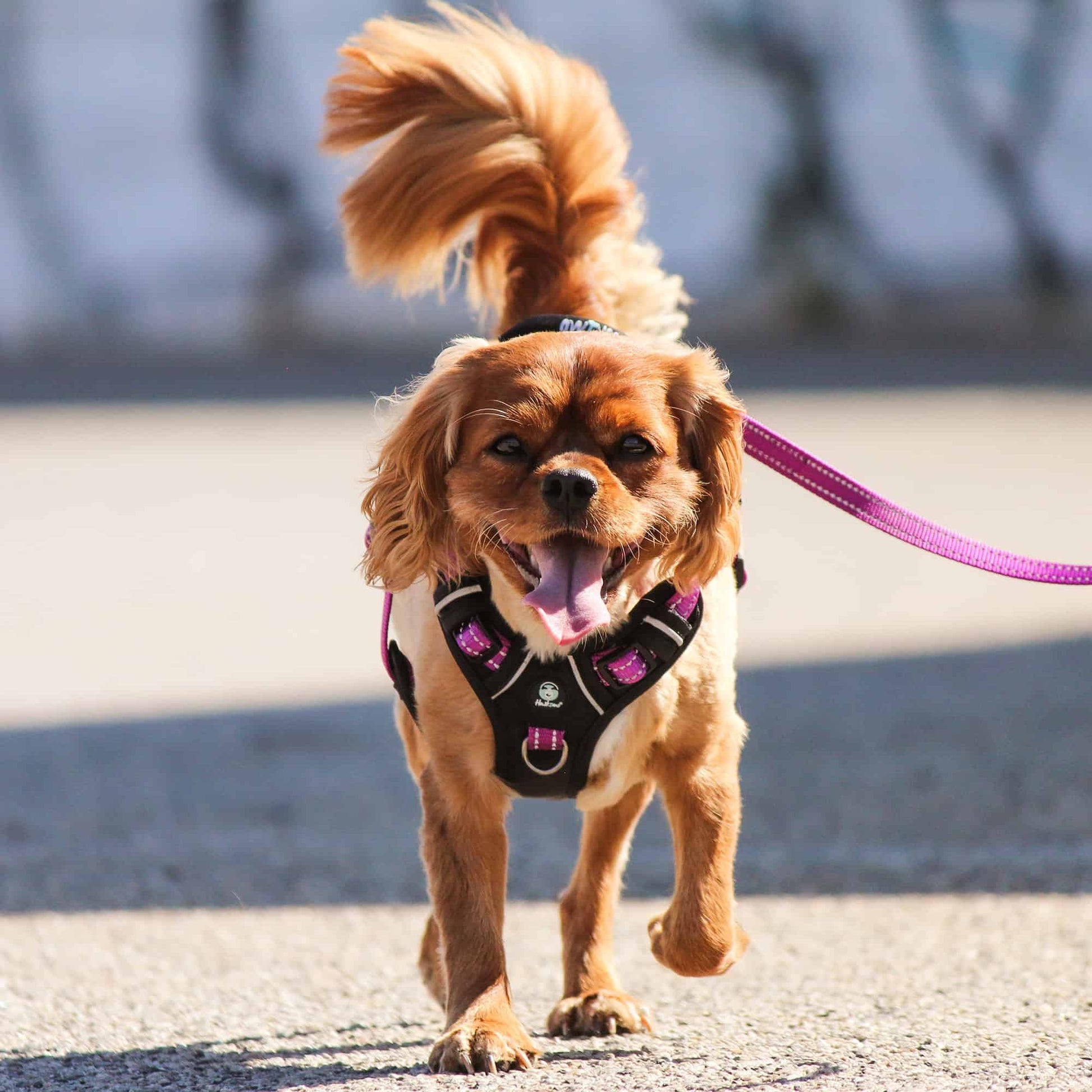 Huskimo Dog Harness Ultimate - Aurora
