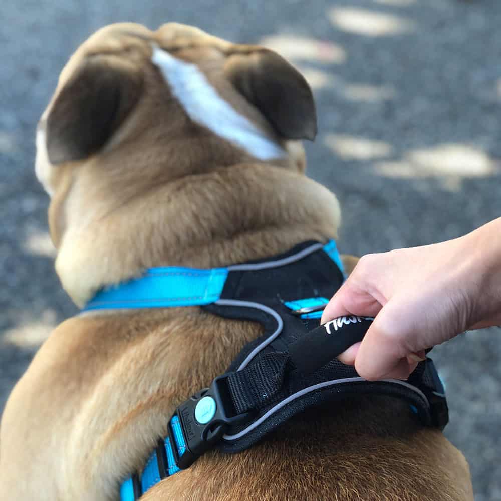 Huskimo Dog Harness Ultimate - Bells Beach