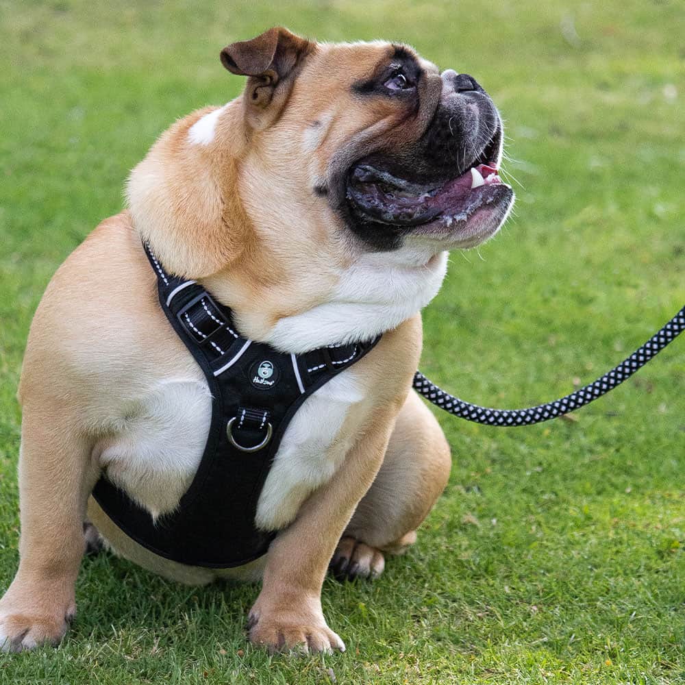 Huskimo Dog Harness Ultimate - Dark Sky