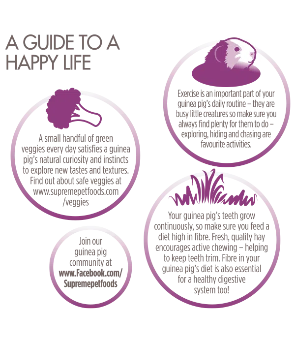 Science Selective Food Guinea Pig