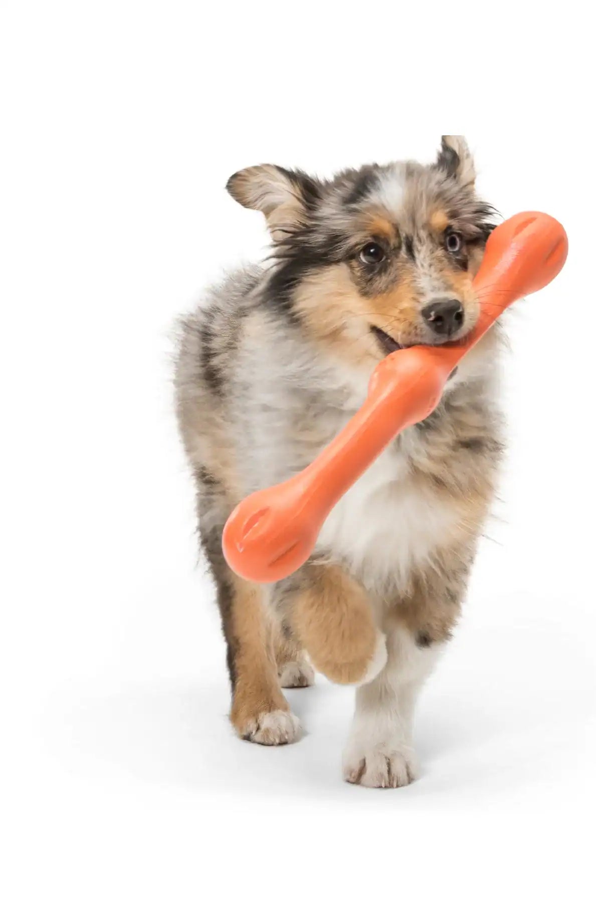 West Paw Zwig Tug Toy