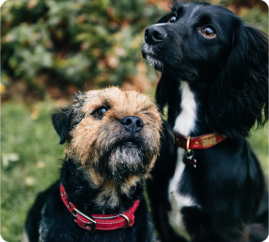 Our pet story