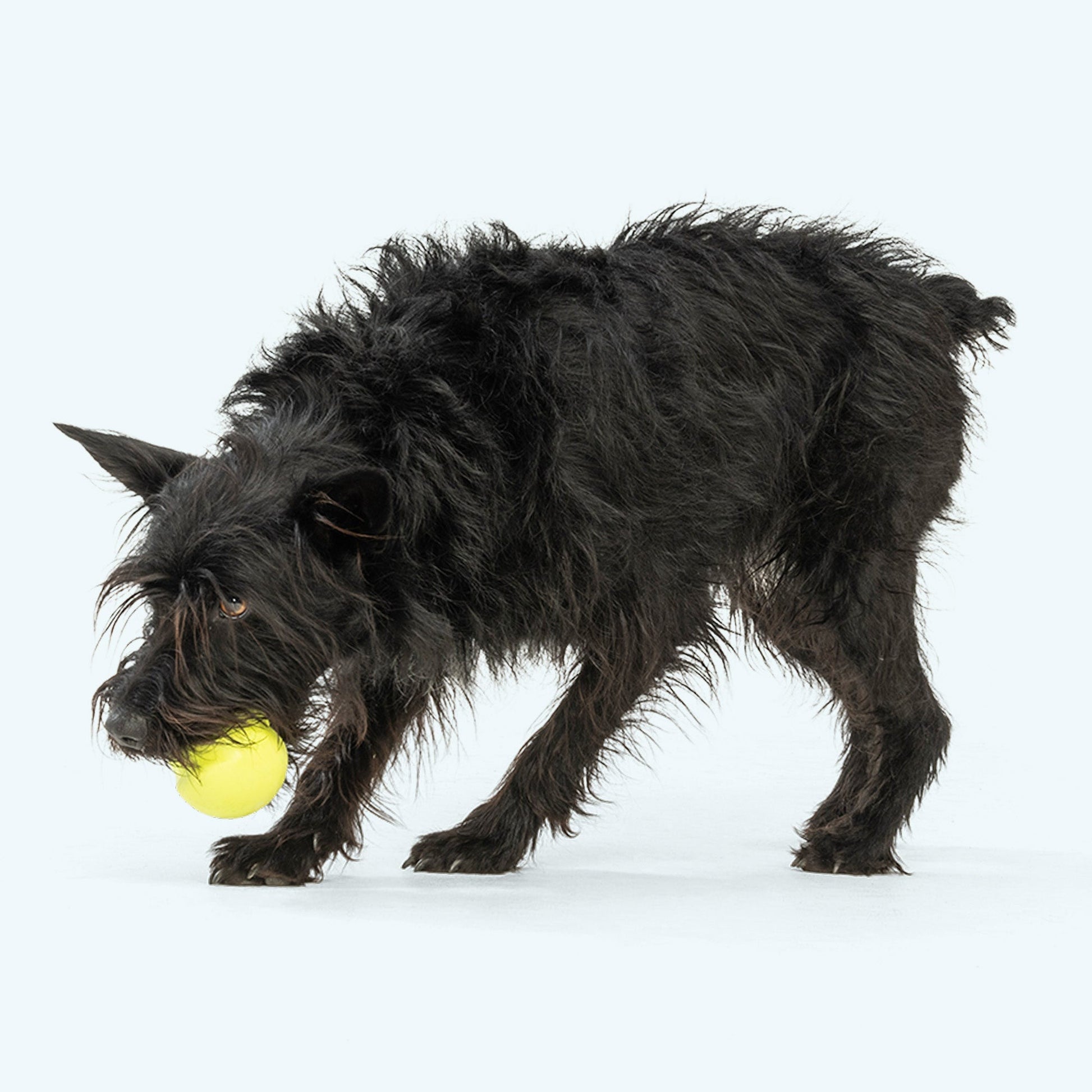 West Paw Jive Tough Ball