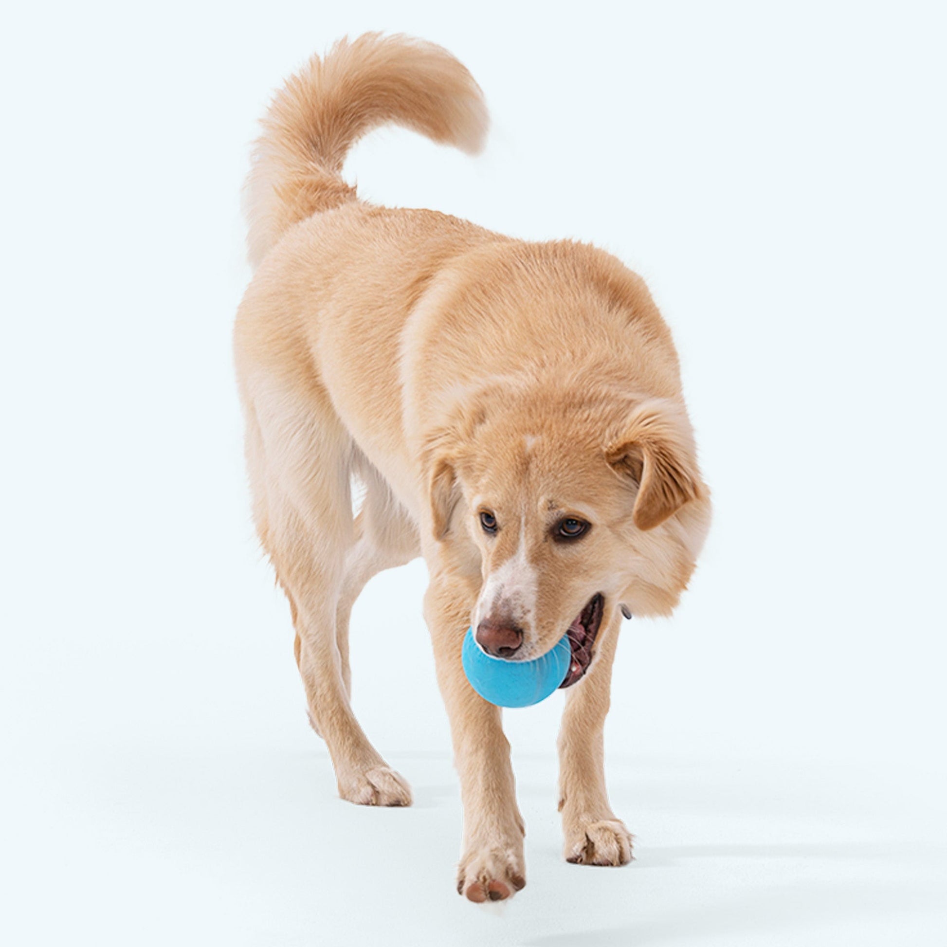 West Paw Jive Tough Ball