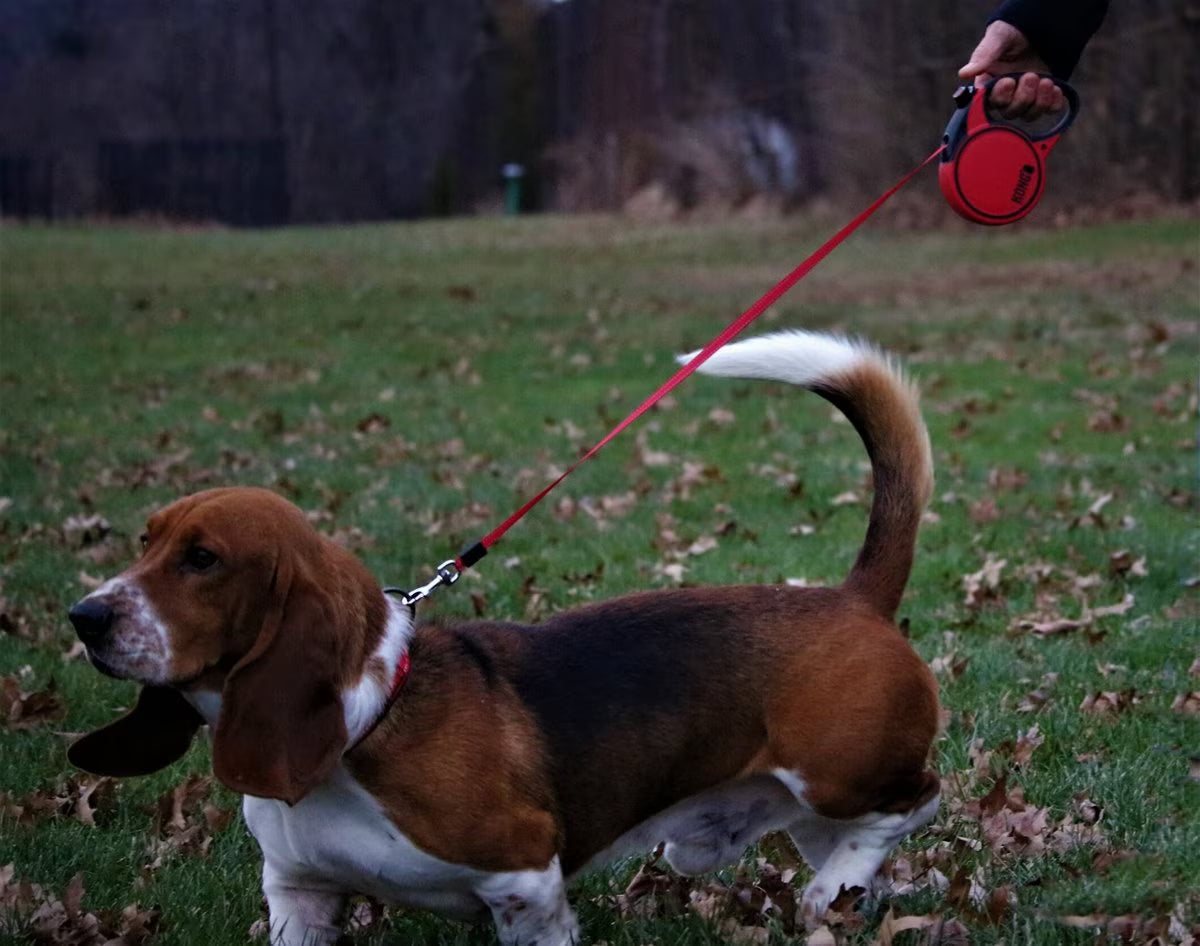 Kong Terrain Retractable Dog Leash Red