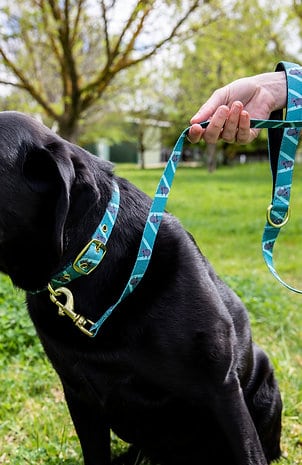 Anipal Kylo the Koala Dog Leash