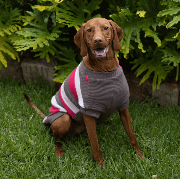Kazoo Chestie Dog Jumper - Pink